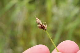 Image of cordroot sedge