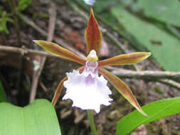 Image of Rhynchostele stellata (Lindl.) Soto Arenas & Salazar