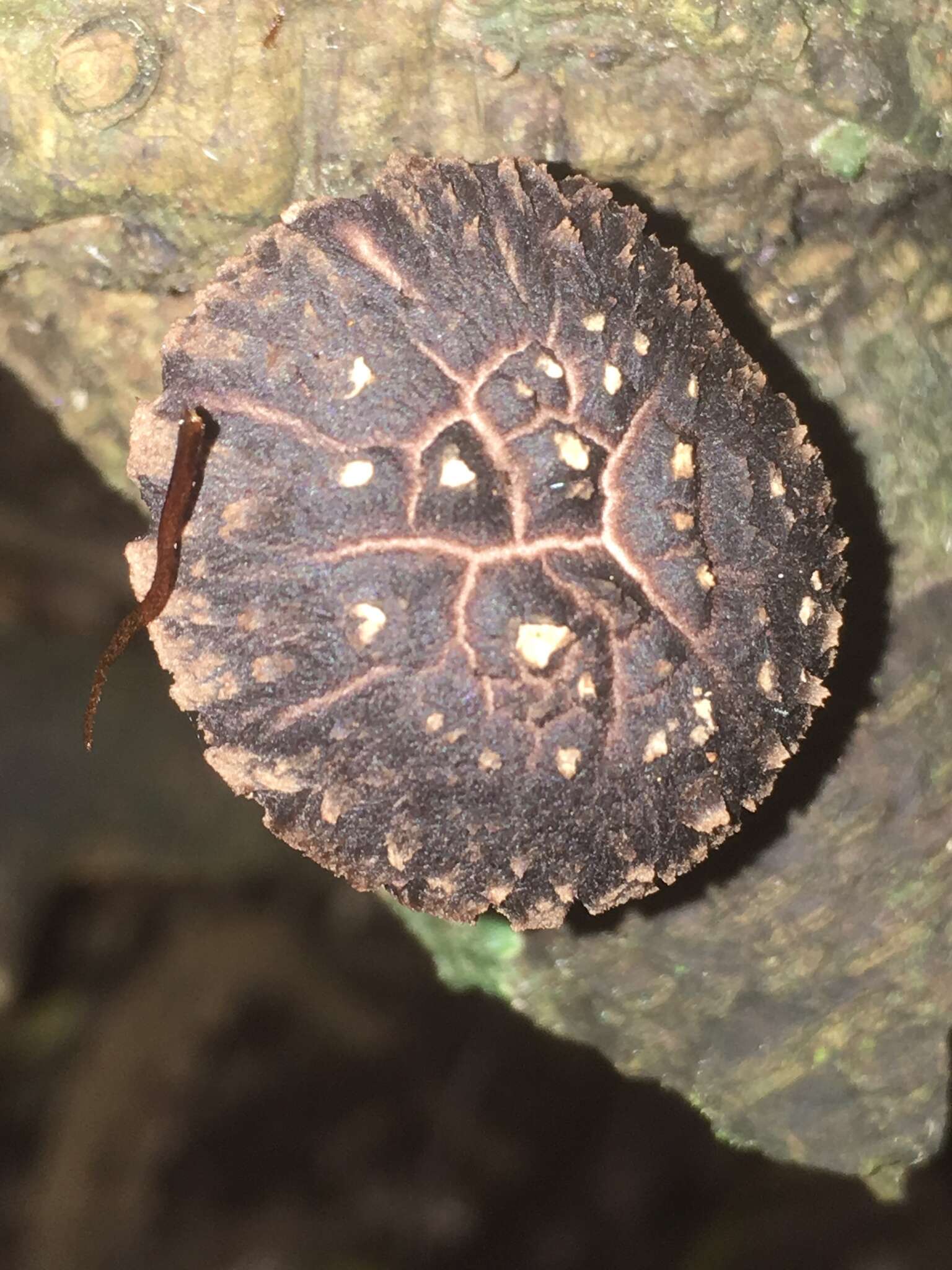 Image of Lentinula novae-zelandiae (G. Stev.) Pegler 1983