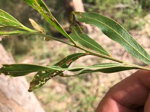 Imagem de Acacia neriifolia A. Cunn. ex Benth.