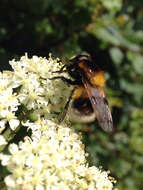 Volucella bombylans (Linnaeus 1758) resmi