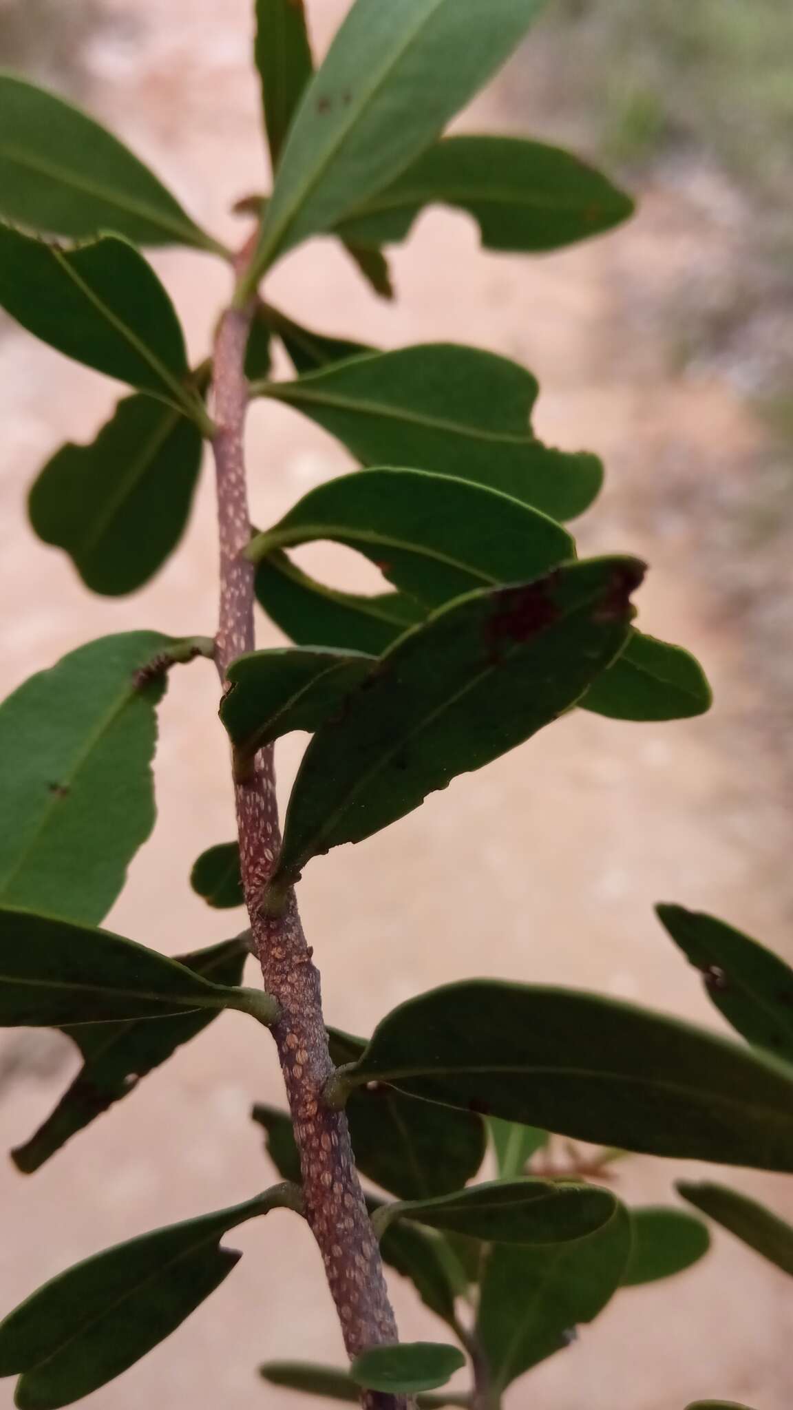 Image of Asteropeia densiflora Baker