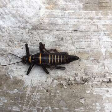 Image of Monticomorpha flavolimbata (Redtenbacher 1906)