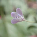 Image of Rhinacanthus virens (Nees) Milne-Redh.