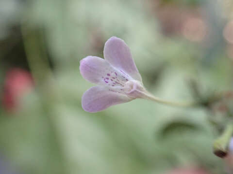 Image of Rhinacanthus virens (Nees) Milne-Redh.