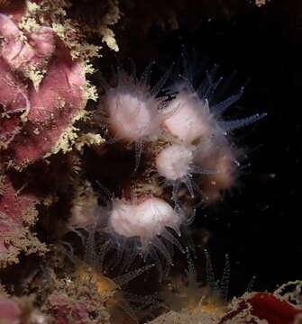 Image of Cladopsammia eguchii (Wells 1982)