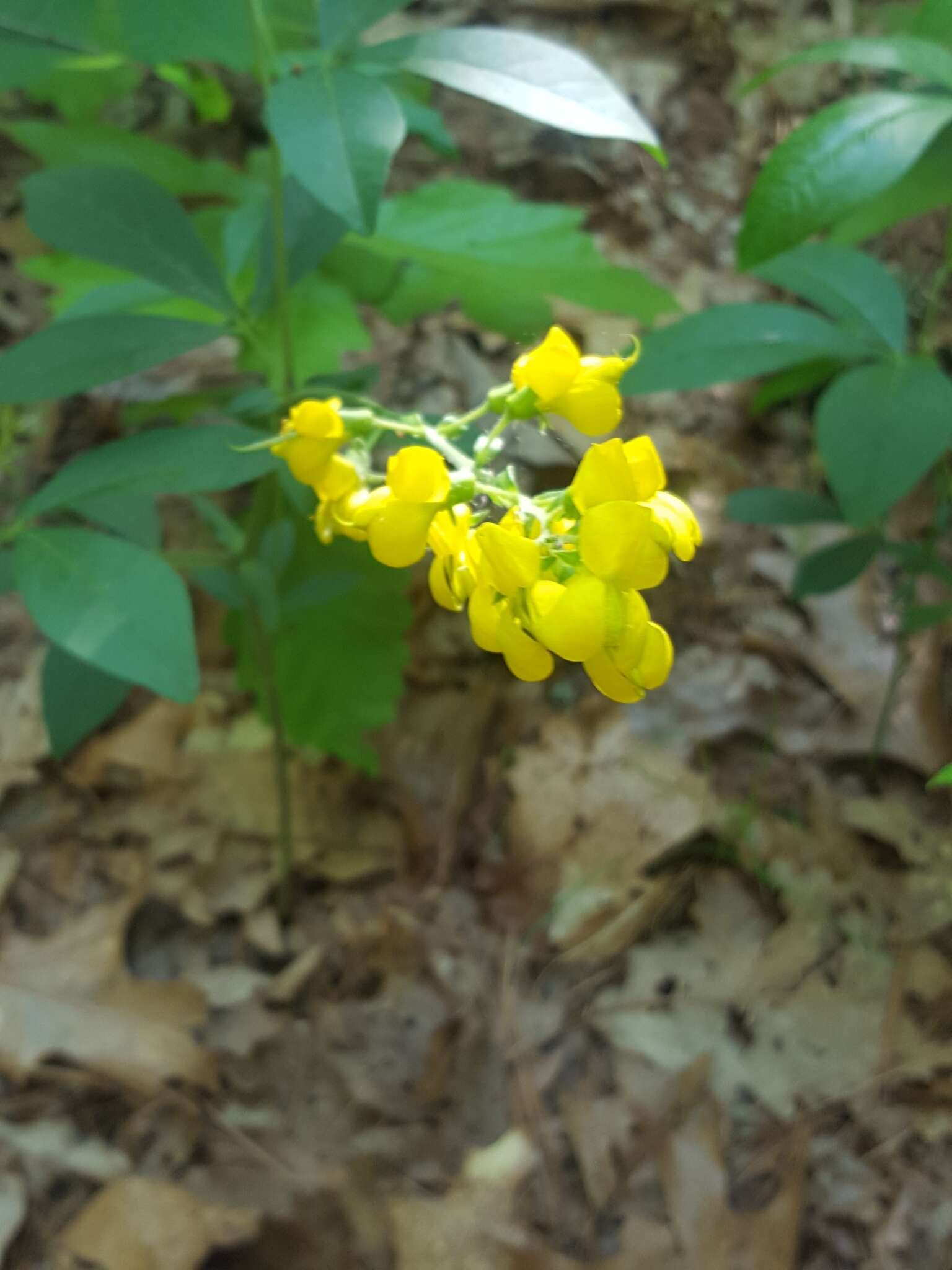 Image of ashleaf goldenbanner