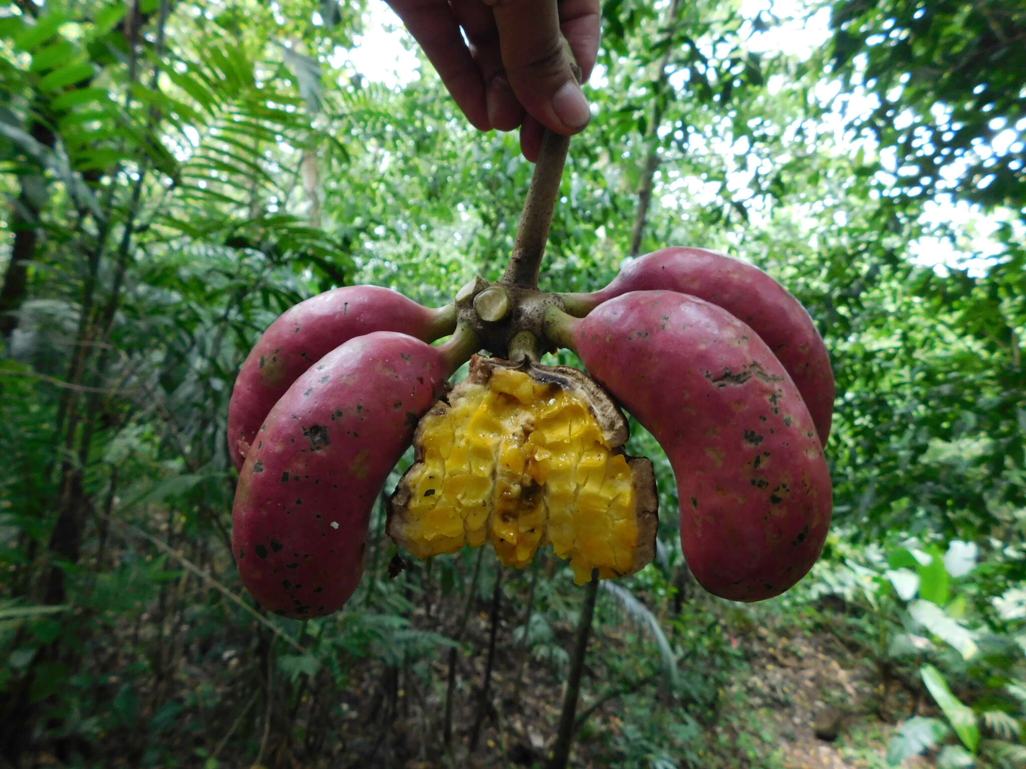 Слика од Cymbopetalum baillonii R. E. Fr.