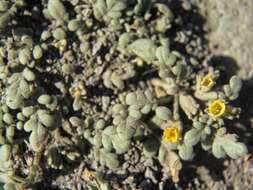 Image of Playa Yellow Scorpion-Weed