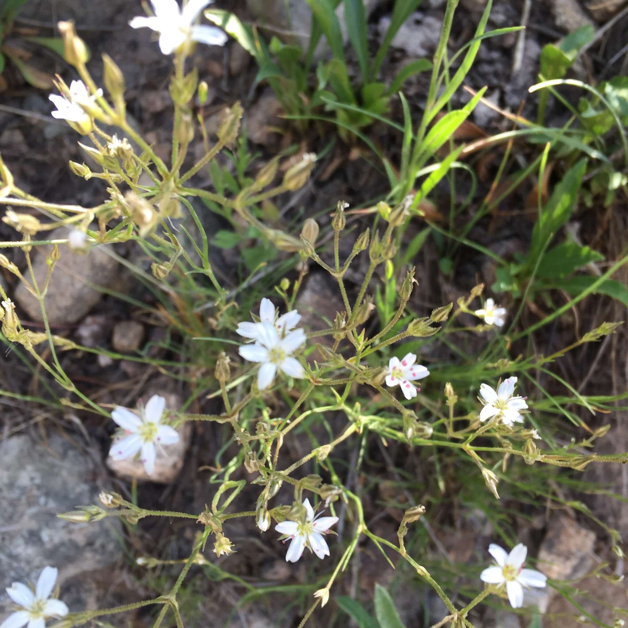 Image of Fendler's sandwort