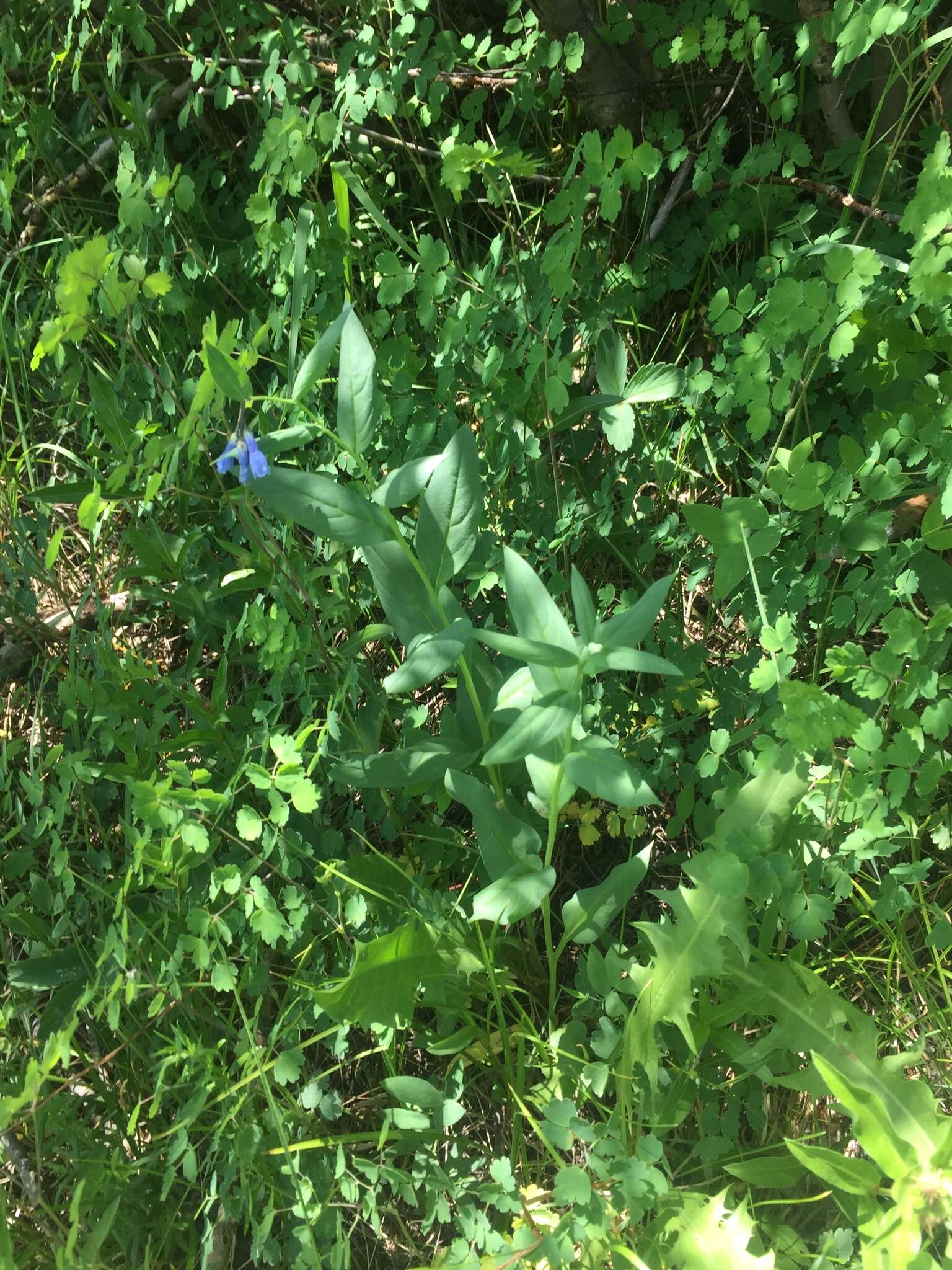 Image of tall fringed bluebells