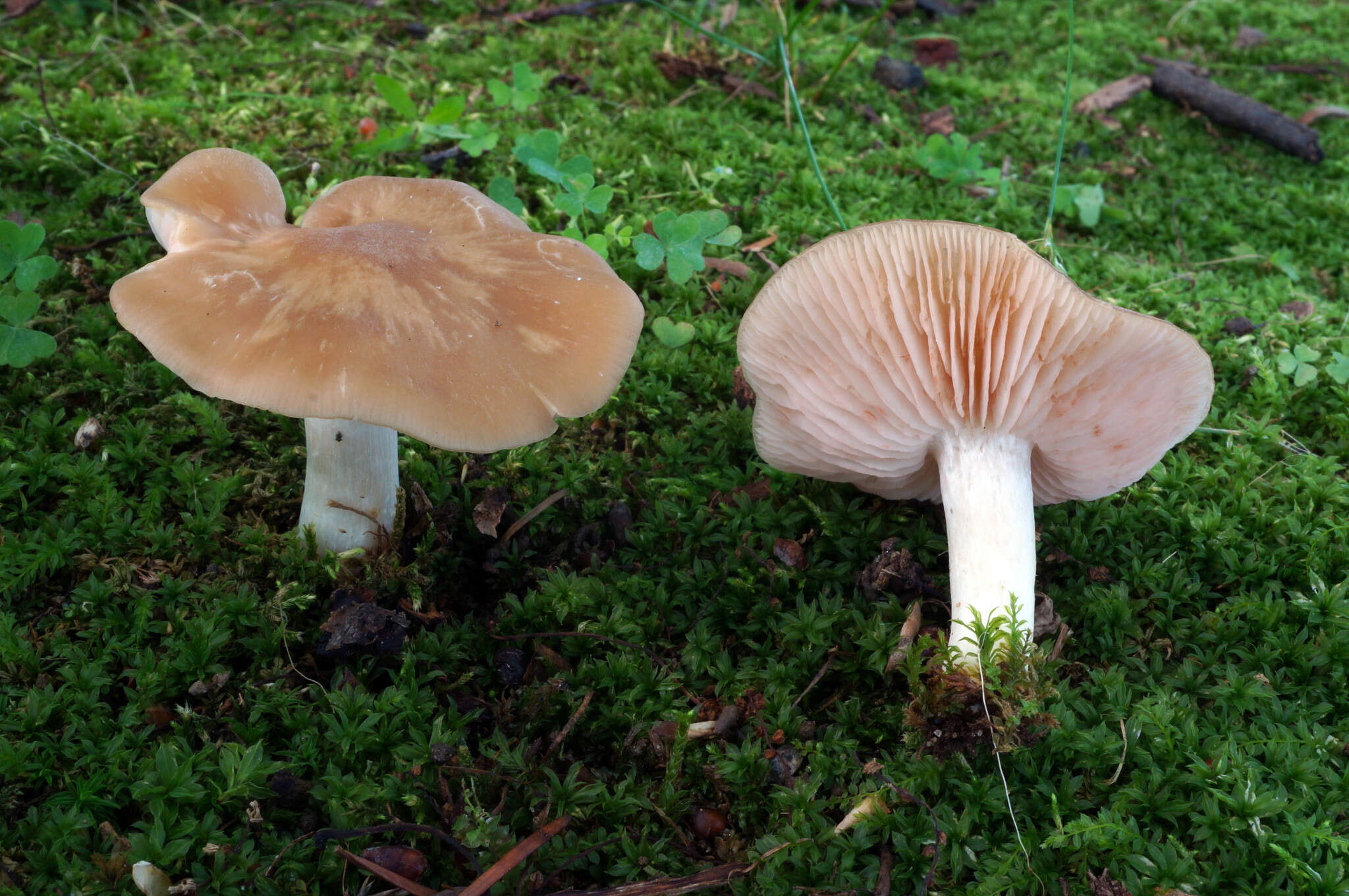 Image of Entoloma bicolor Murrill 1917