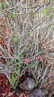 Plancia ëd Euphorbia tithymaloides L.