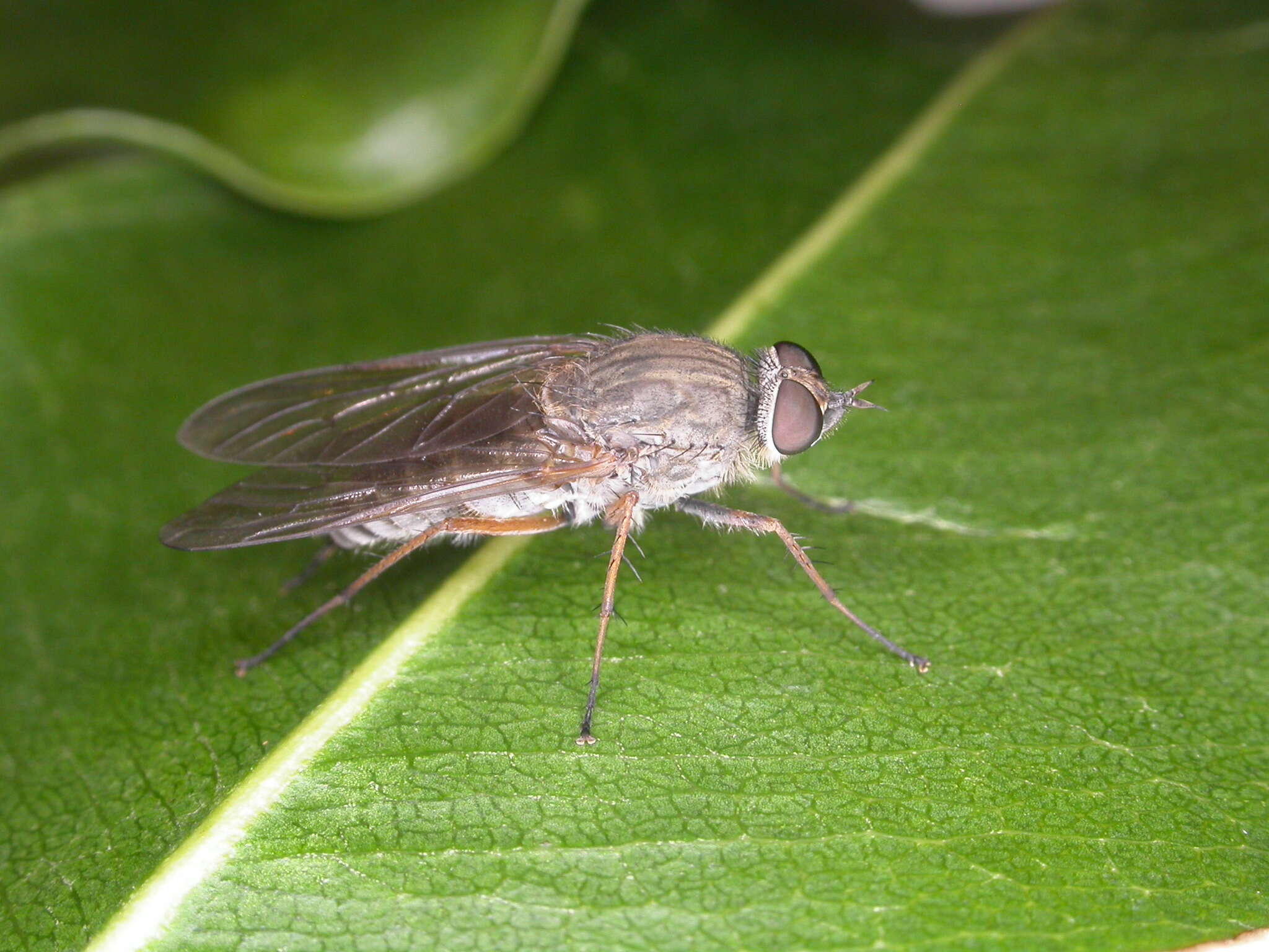 Image of Anabarhynchus plumbeoides Lyneborg 2001