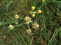 Image of Bupleurum alpigenum Jord. & Fourr.