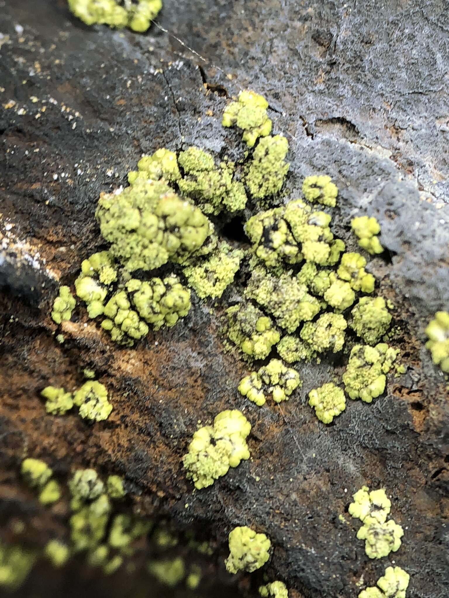 Image of rim lichen