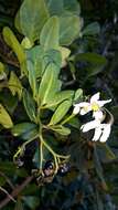 Image of Solanum africanum Dun.