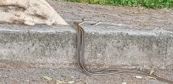 Image of Mexican Patchnose snake