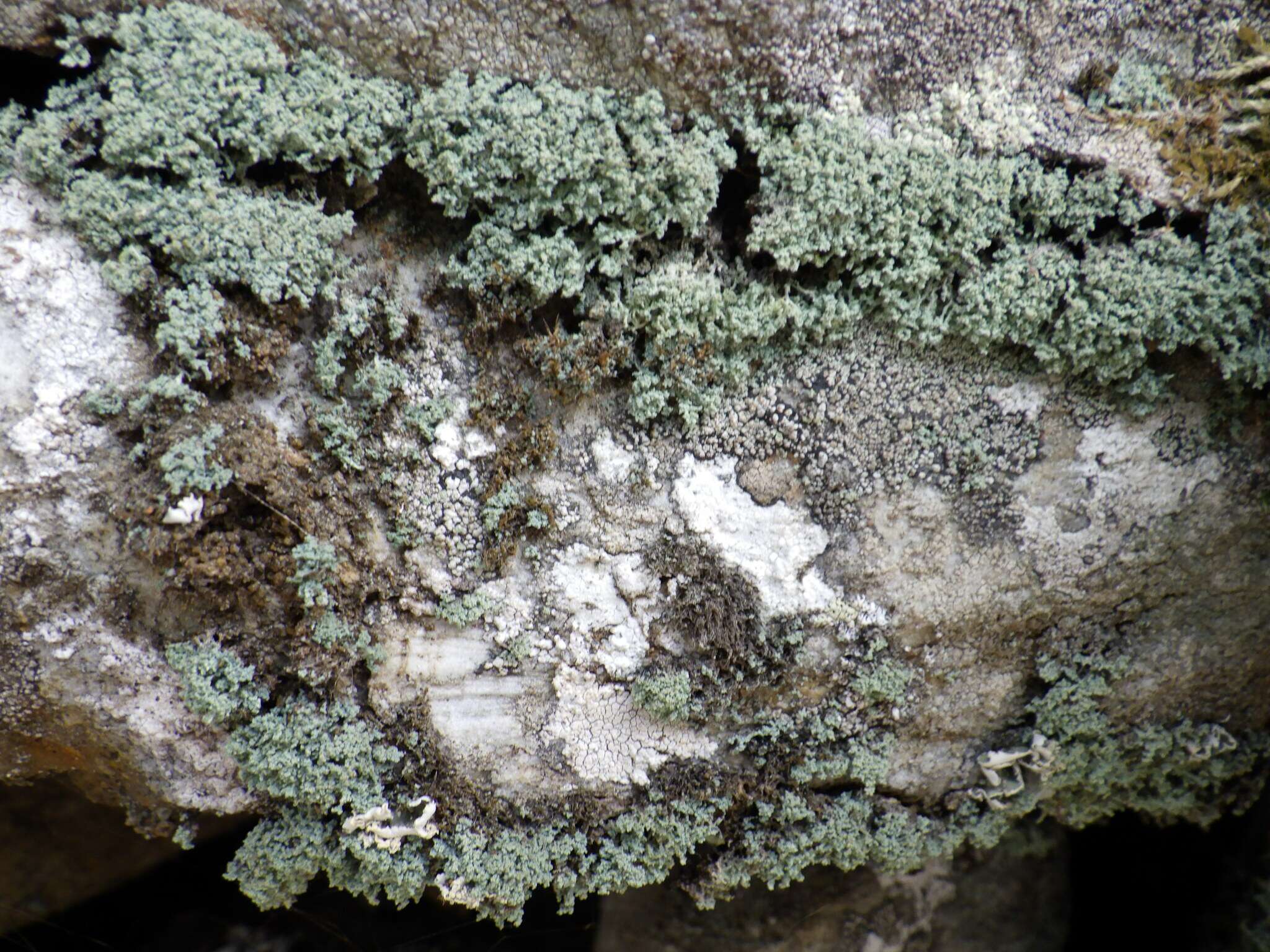 Image of mealy lichen