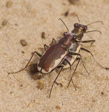 Image of Cicindela (Cicindela) scutellaris lecontei Haldeman 1853