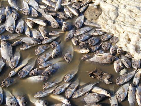 Image of Mozambique Tilapia