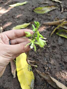 Image of Tall shield orchid