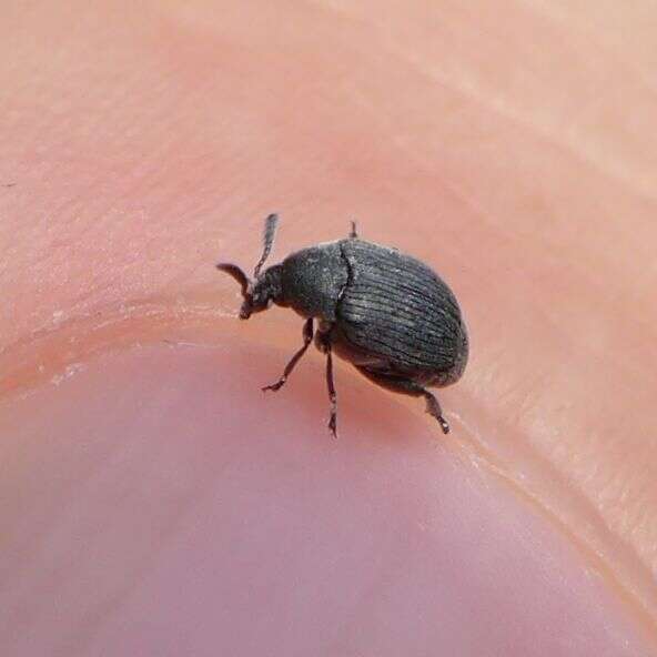 Image of Broom Seed Beetle