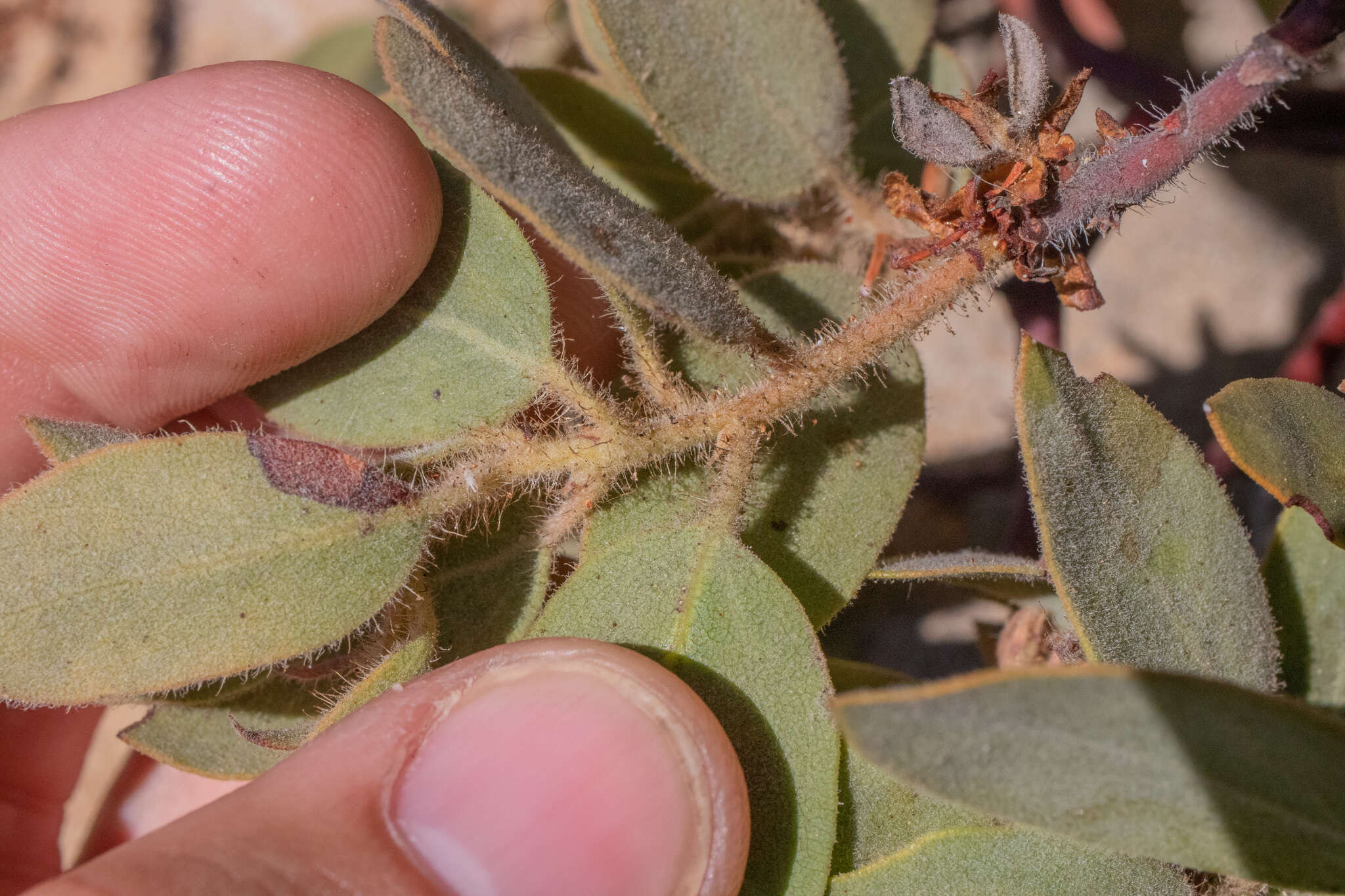 Image of Eastwood's manzanita