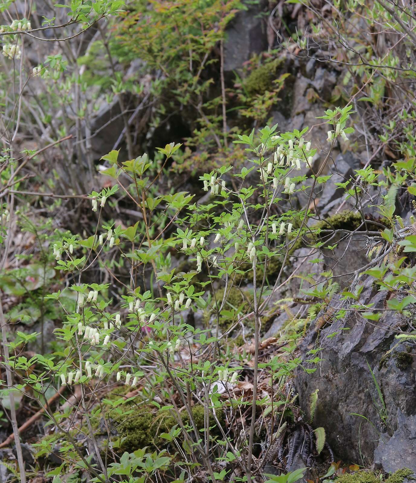 Image of Rhododendron benhallii Craven