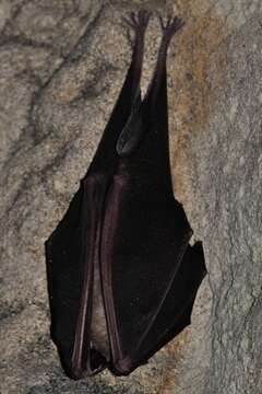 Image of Greater Horseshoe Bat