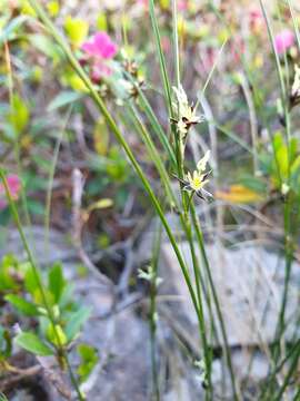 Imagem de Juncus monanthos Jacq.