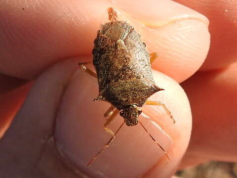 Image of Spined Soldier Bug