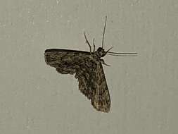 Image of Gymnoscelis holocapna Turner 1922