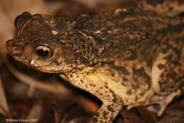 Image of Puerto Rican crested toad