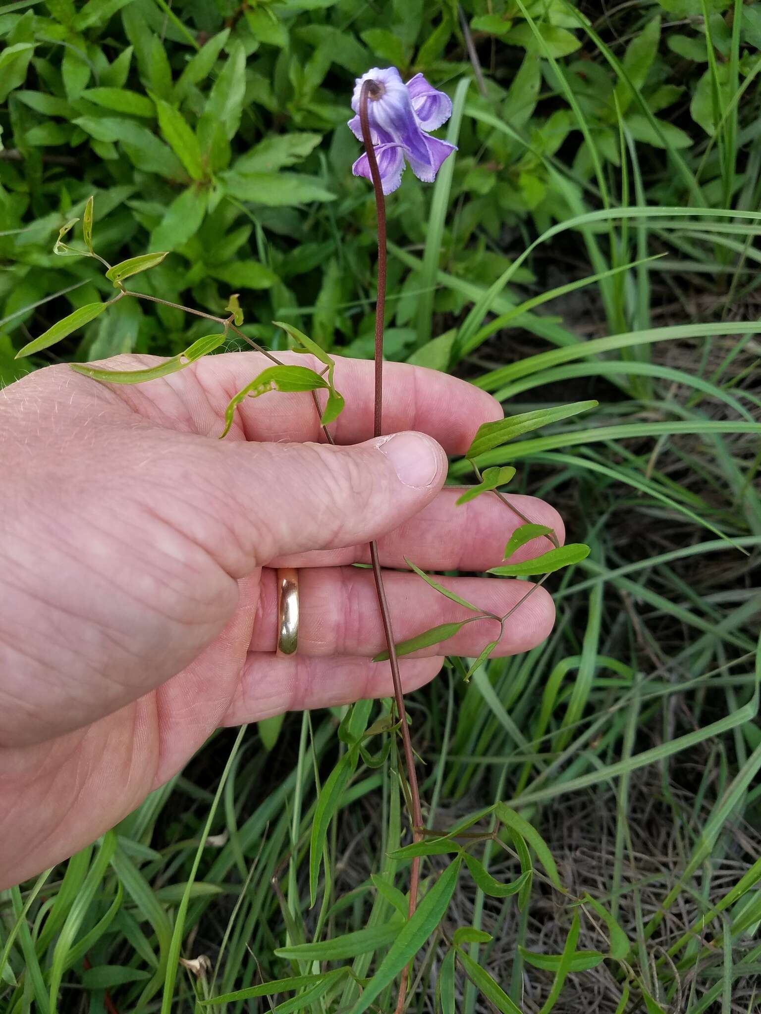 Image of swamp leather flower