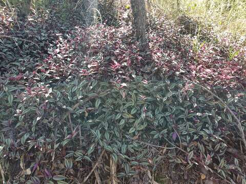 Image of Tradescantia zebrina var. zebrina