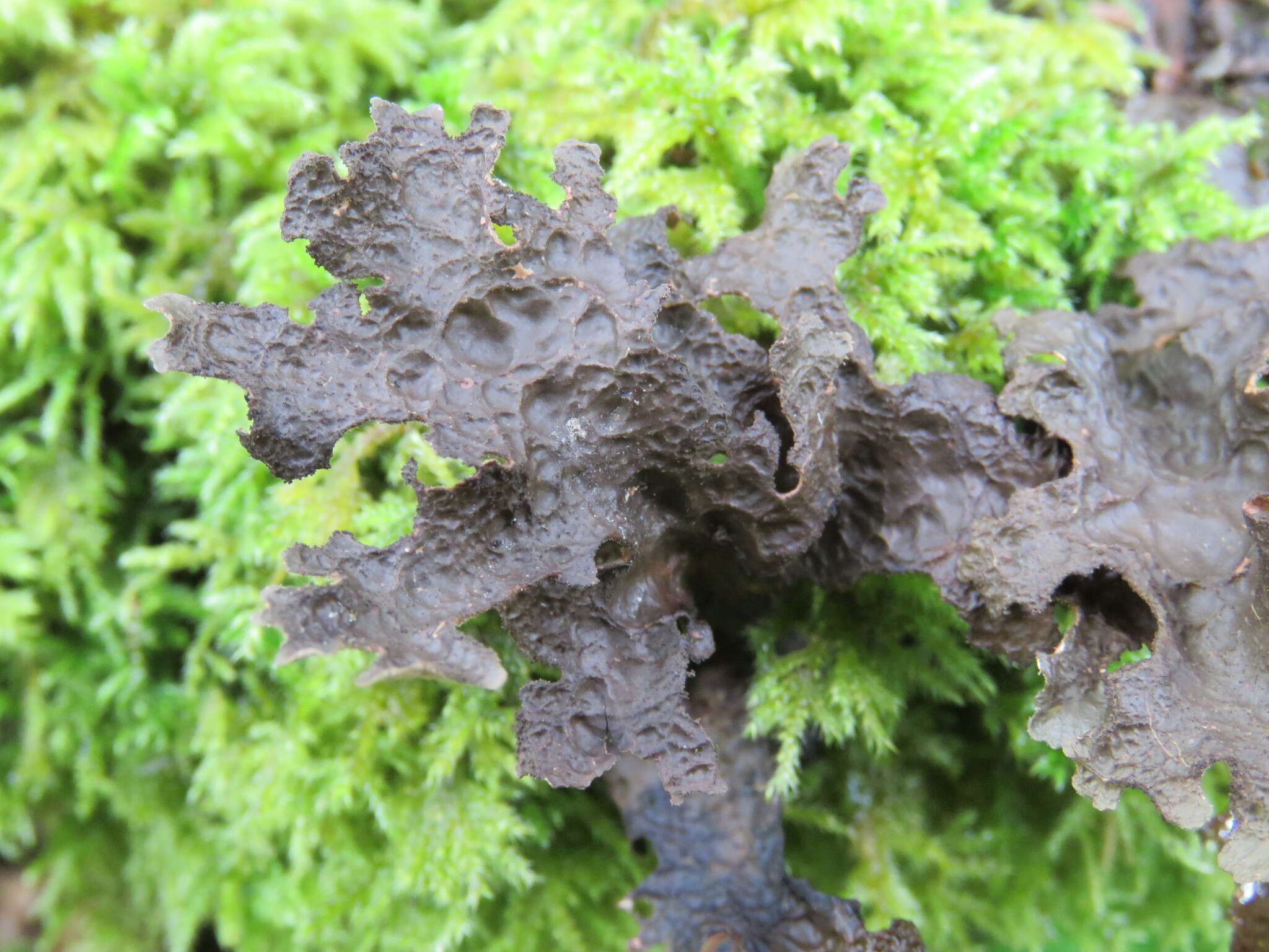 Image of spotted felt lichen