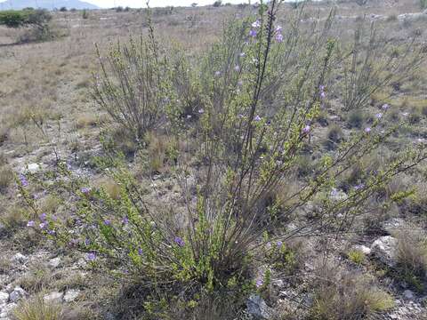 Imagem de Leucophyllum pringlei (Greenm.) Standley