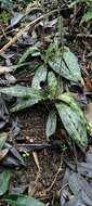 Image de Paphiopedilum purpuratum (Lindl.) Stein