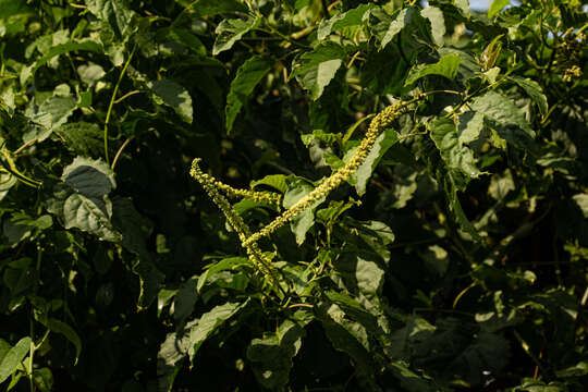 Image of pokeweed