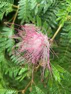 Plancia ëd Calliandra surinamensis Benth.