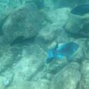 Image of Greenbeak parrotfish