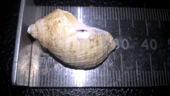 Image of Common whelk