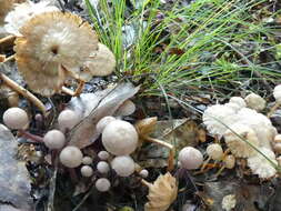 Image of Laccaria masoniae G. Stev. 1964