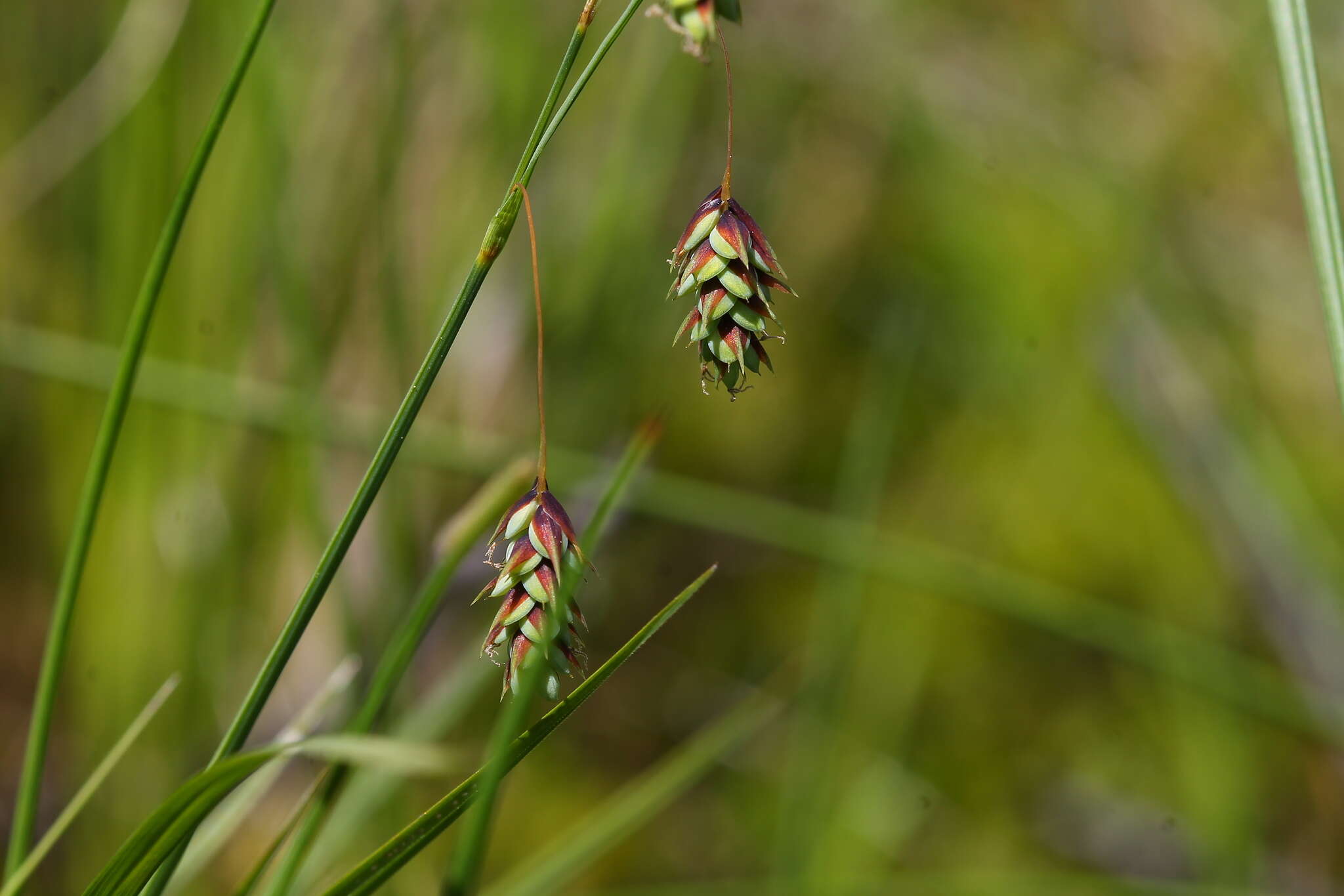 Image of boreal bog sedge