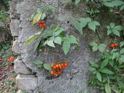 Image of Solanum appendiculatum Humb. & Bonpl. ex Dun.