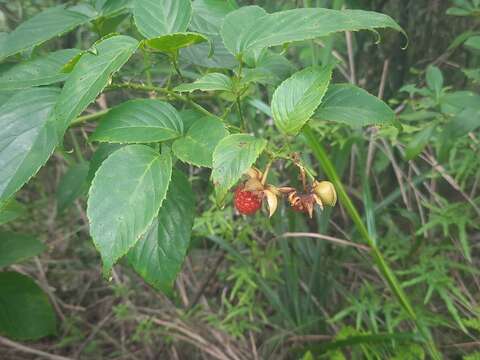 Image of Rubus leucanthus Hance