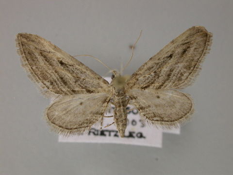 Image of <i>Eupithecia rosmarinata</i> Millière 1865