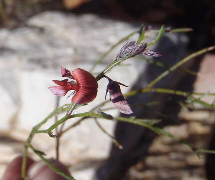 صورة Indigofera leptocarpa Eckl. & Zeyh.