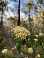 Plancia ëd Cassinia denticulata R. Br